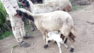 Funny Goat React