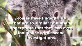 Can Koala Fingerprints Really Fool a Crime Scene?