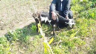 Wild Goat Magic