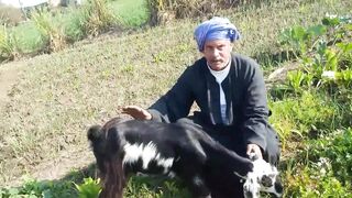 Best Pet Goats