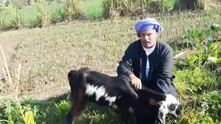Silly Goat Run 3