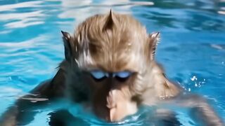 BERENANG AMA BERUK