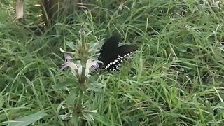 Today capture butterfly movement