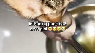 kucing 48