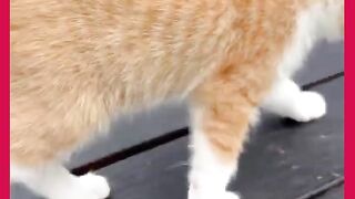 GATINHOS BRINCANO
