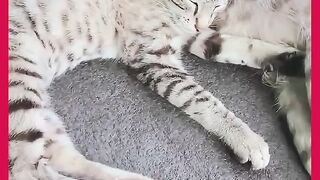 GATA JUTOS COM A FILHA