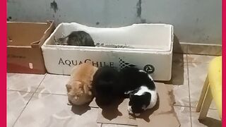 MEUS QUERIDOS GATOS JUTOS