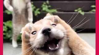 GATOS DANÇANO
