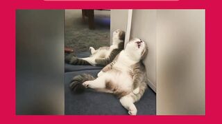 GATOS MUITO ENGRAÇADOS DEMAIS