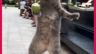 GATO DANÇA