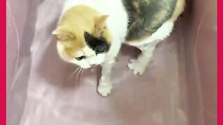 VEJÁ OS GATOS TOMANO BANHO