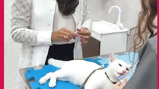 O GATO PARECE QUE NEM CENTIL
