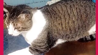 MEU GATO BRAIA ADAS