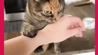 GATO MUITO DENGOSO 2