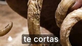 • ¿Qué pasa si nunca te cortas las uñas de los pies?