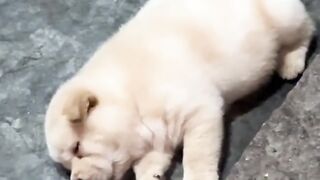 OMG, SO ADORABLE! Who can watch