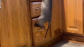 Cat Fails That Will Have You Crying 😹🤣 Try Not to Laugh!