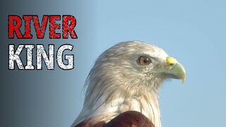 The African Fish Eagle: The River King Whose Scream Rules Africa