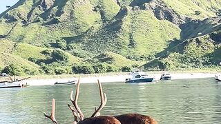 East Deer