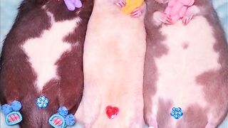 Lah Kok Malah Dibawa Kabur? Tingkah Kocak Tikus Peliharaan Rebutan Biskuit! 🐀🍪 Cute Pet Rats 2