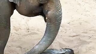 Elephant 🐘🐘🐘 moment ❤️
