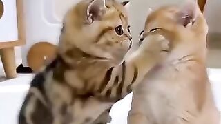 So beautiful video cat 😺😺 moment ❤️😻❤️