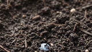 Blueberry Growing Real-Time Time-Lapse 🫐 | From Tiny Green Berry to Ripe Blue Fruit