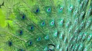Ai video 75