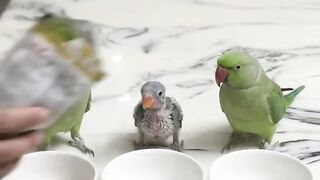 Talking parrot 3 2