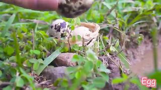 _Eel_Fishing_With_Eggs_and_Cooking_Japanese_Grilled_Eel_Rice_in_Miniature_Kitchen_????_ASMR_Cooking
