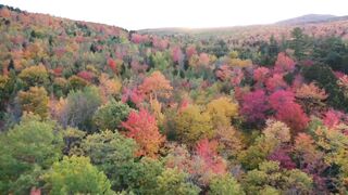 Autumn pink, green orange, forest
