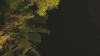 A beautiful night view with tree sounds template