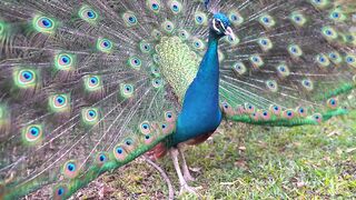 Beautiful peacock in the world