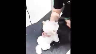 Funny and cute pomeranian
