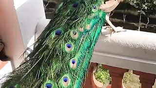 Beautiful bird's in world