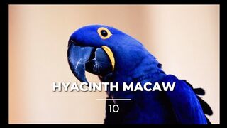 Top 10 Most Beautiful Birds