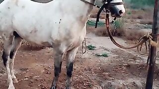 Jattan Shauk