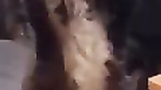 Funny cats and dogs vidoe