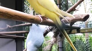 Beautiful parrots
