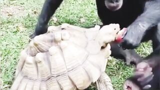#ManiRelaxation #animal #animals #nature #vlog #vlogger #short #viral