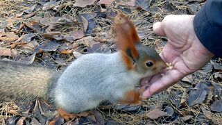 New animal videos Meat video 2023