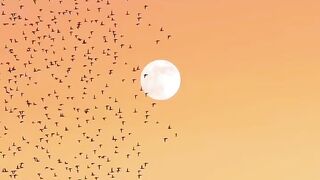 Isn't u feel different sounds of birds flying to their homes