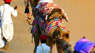 Camels dancing