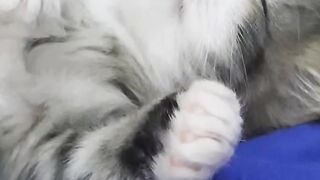 Cute Lill Kitten Sleeping