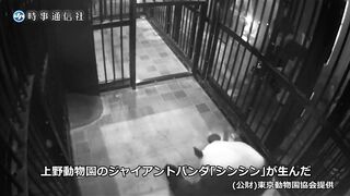 パンダのシャンシャン、誕生から１歳までの記録