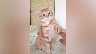 Hilarious Pet Videos #1 -  Funny Animal Videos 2022 - Pets Family