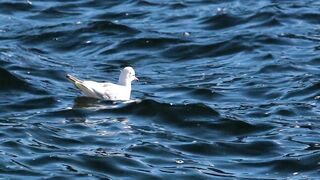 birds in water