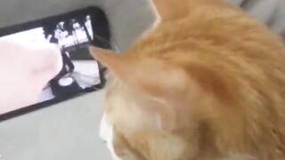 Cat prikol