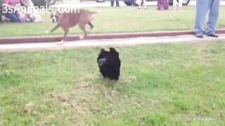 思わずに笑っちゃう家禽と犬の喧嘩・どっちが強いのか
