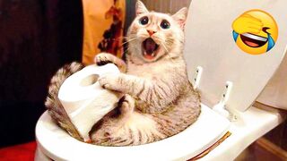 Funniest Animal - Best Of The 2022 Funny Dogs And Cats Videos